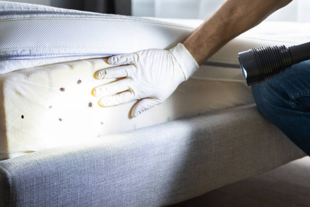 Best Bed Bug Extermination  in Calico Rock, AR