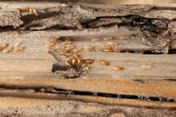 Best Emergency Pest Control  in Calico Rock, AR