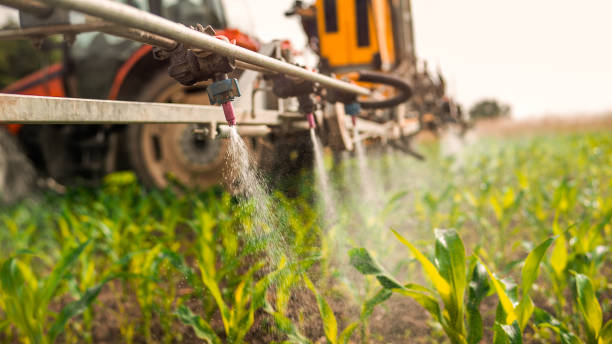 Best Ant Control Services  in Calico Rock, AR